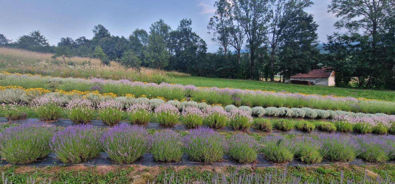Lavanda Carasova Crasova Buitenkant foto