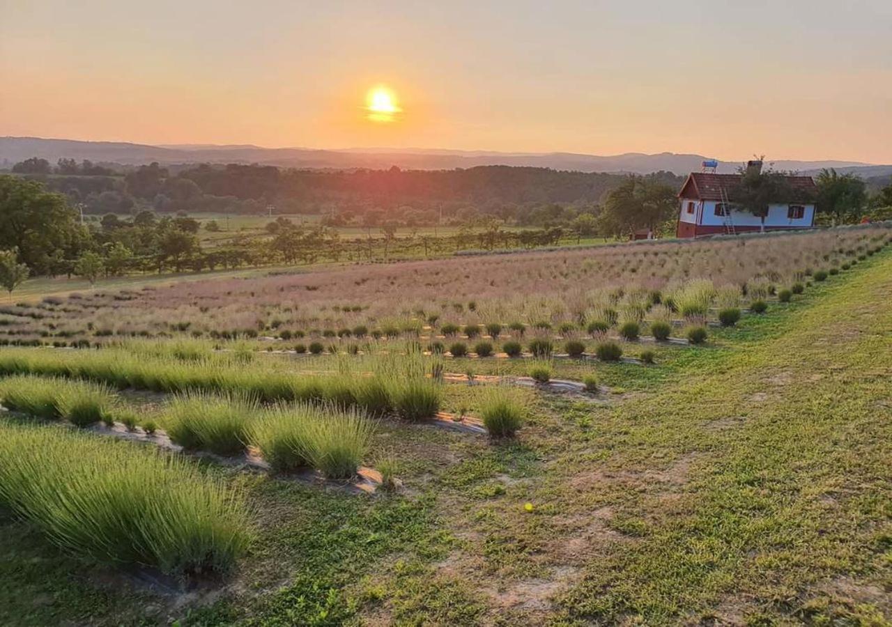 Lavanda Carasova Crasova Buitenkant foto